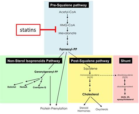 The mevalonate pathway. Mevalonate is a central precursor of ...