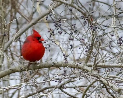 The Red Bird Center Multicultural Healing Center