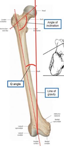 Anatomy Of Lower Limb Flashcards Quizlet