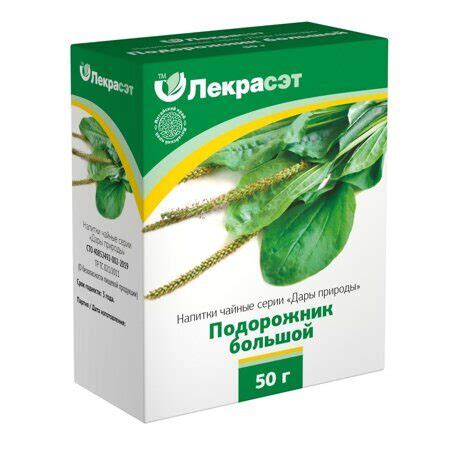 Подорожник большой