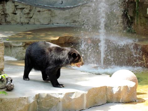 Bear Grottos Spectacled Bear Zoochat