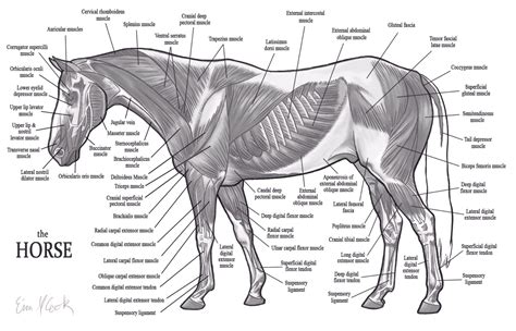 Horse Anatomy Diagram Blank