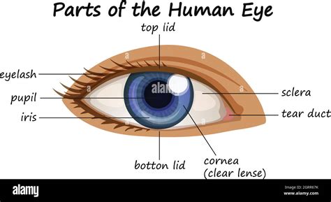 Eye Anatomy Lacrimal Gland Function And Dry Eye, 52% OFF