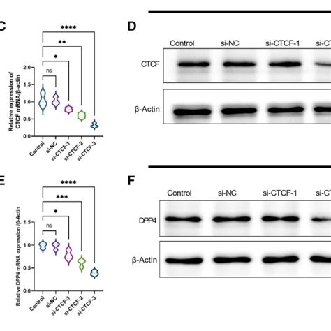 Ccctc Binding Factor Ctcf Is A Positive Regulator Of Dipeptidyl