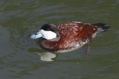 Male Ruddy Duck in Breeding plumage | Duck, Breeds, Waterfowl