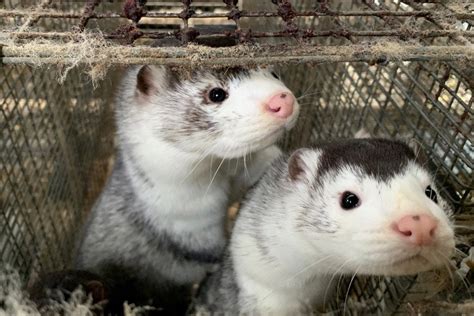 Denmark to compensate mink farmers after nationwide cull - Alberta Farmer Express