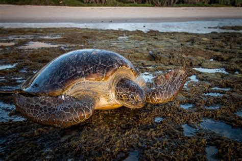 Tortue De Mer Verte Femelle Sur La Plage Photo Stock Image Of