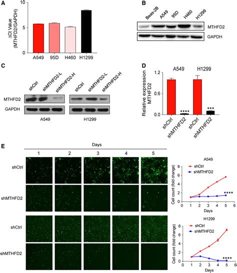 Knockdown Of MTHFD2 Inhibits NSCLC Cell Growth In Vitro A QRTPCR Was