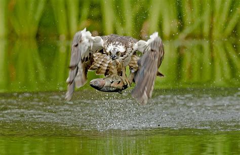 Crowd Results Birds Of Prey Wildlife Photo Contest Photocrowd