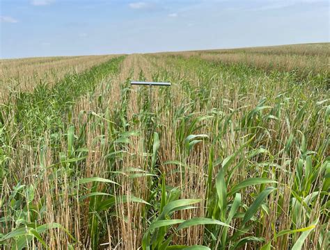 Moisture Levels Critical To Cover Crop Decisions South Dakota Soil