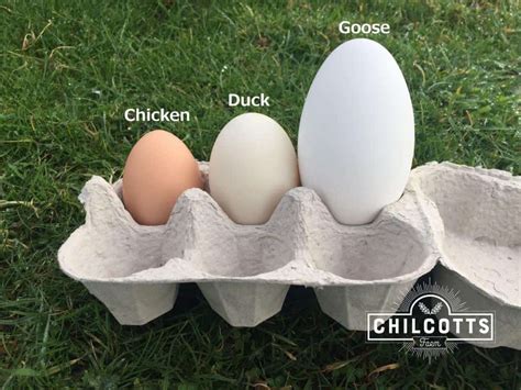 Goose Eggs for Sale! | Chilcotts Farm