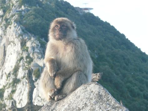 Gibraltar Animals Ferret