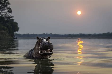 Hooray For Hippos Africa Geographic