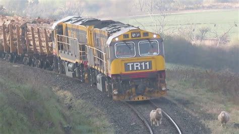 Tasrail Tr Tr Train Chasing Sheep At Vermont Road Youtube