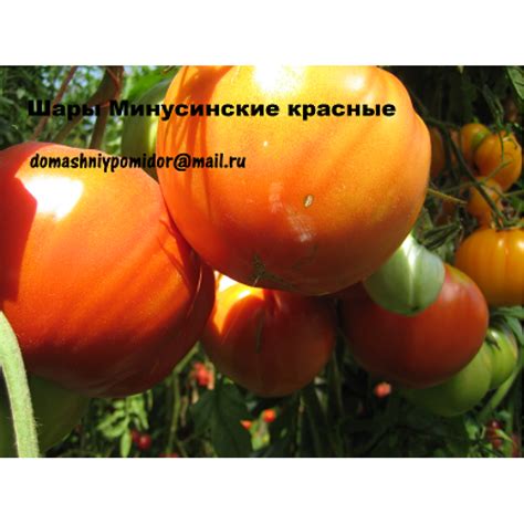 Шары Минусинские красные
