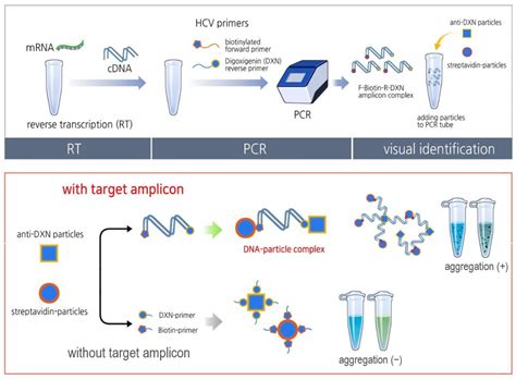 Biosensors Free Full Text Nanoparticle Based Visual Detection Of