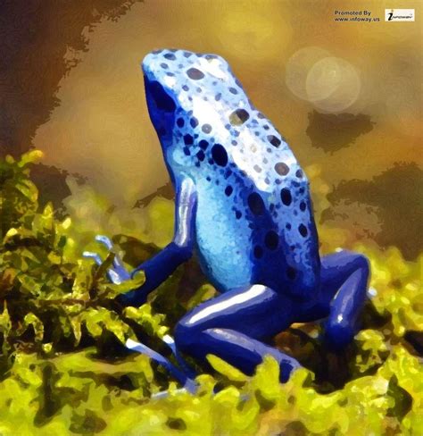 Poison Dart Frog Wallpapers Wallpaper Cave