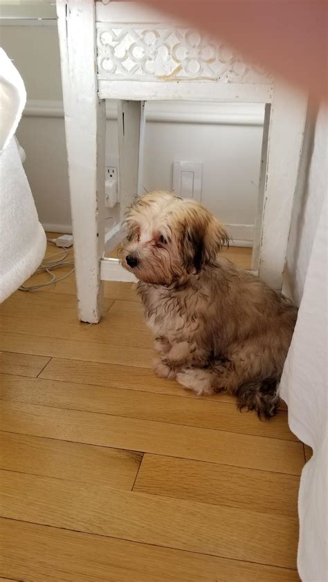 857 best Havanese images on Pholder | Havanese, Aww and Dogpictures