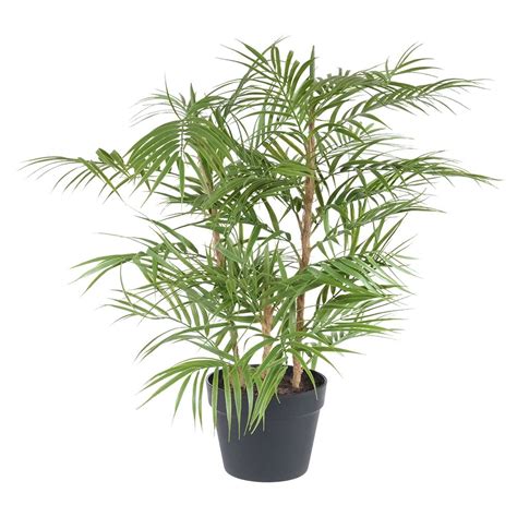 ARECA PALM PLANT 80cm | From WJ Sampson