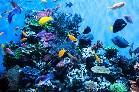 Les Aquariums Les Plus Fascinants De France Visiter