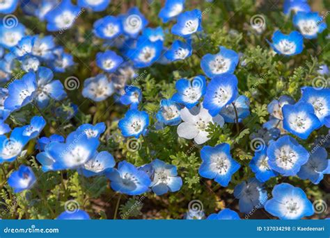 Nemophila (baby Blue Eyes Flowers) Flower Field, Blue Flower Carpet ...