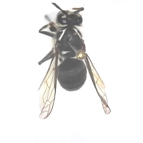 Bald-faced Hornet Dried insect specimen