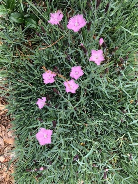 Dianthus Plumarius Cottage Pink Feathered Pink Garden Pink Grass