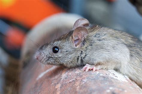 Waspada Penyakit Kencing Tikus Leptospirosis Telah Menelan Korban Di