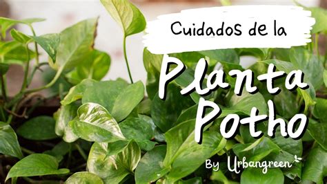 Cuidados De La Planta Poto Es Toxica Riegos Transplante