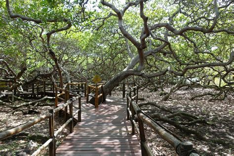 Cajueiro De Pirangi - Cajueiro de Pirangi - Viaje Natal