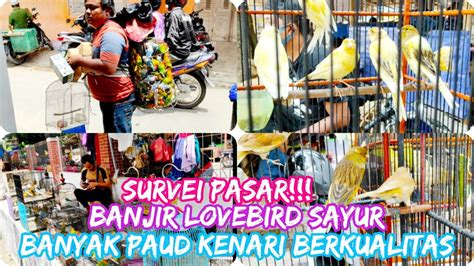 BANYAK KENARI PAUD AFS LOVEBIRD MELIMPAH DIPASAR INI CEK HARGA