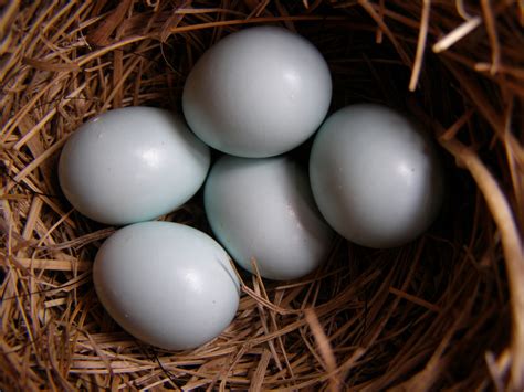 Our Barn Swallow Friends: Bluebird Egg Incubation in Progress!