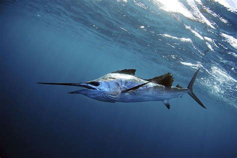 Sailfish Vs Swordfish - Top 10+ Main Differencesouachitaadventures.com