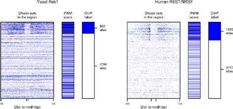 Figure From Modeling Nuclease Digestion Data To Predict The