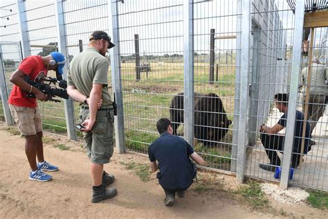 Four Grown Ussuri Brown Bears Successfully Traveled Across Continents