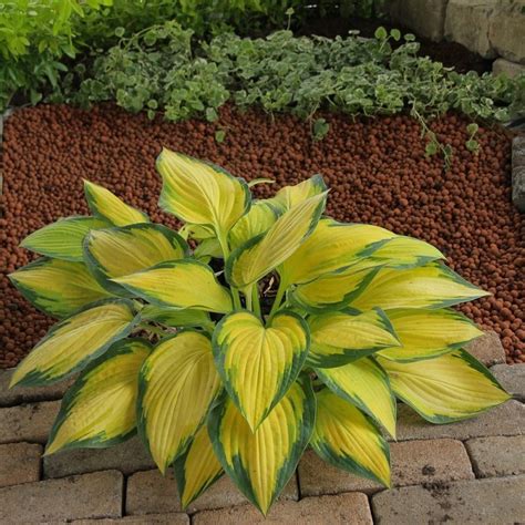 Hosta Twisted Spearmint - Clematite.ro