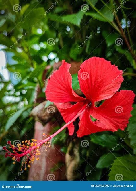 The Red Hibiscus National Flower Of Malaysia Stock Image Image Of