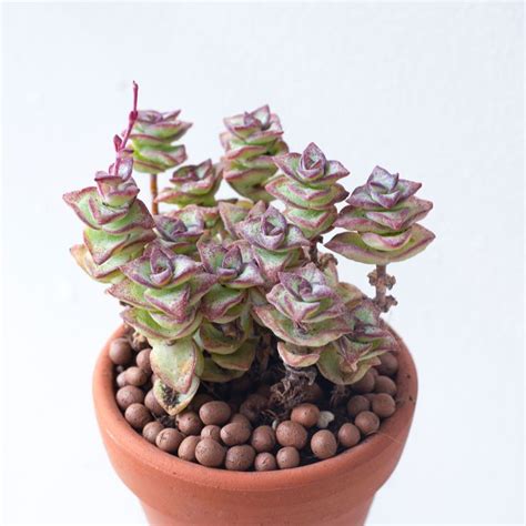 Crassula Ivory Towers Crassula Conjuncta Succulent For Sale Succulents Windowsill Garden