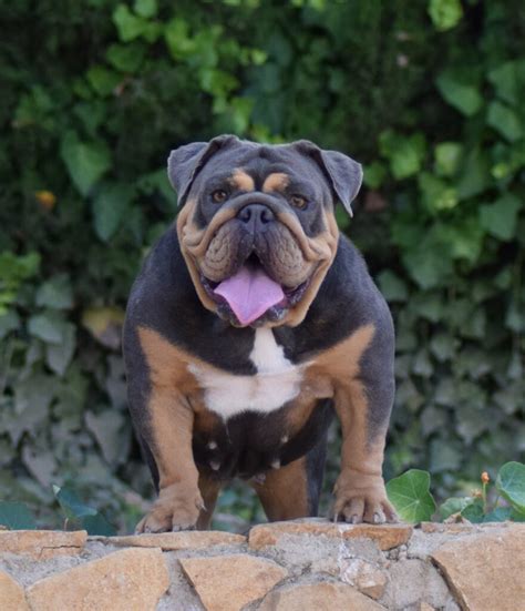 Bulldog Ingles Blue Tricolor, hablamos de el!!