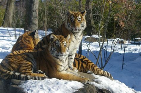 Tigers in the Snow! Tiger Mountain Bronx Zoo | Tiger love, Photo, Bronx zoo