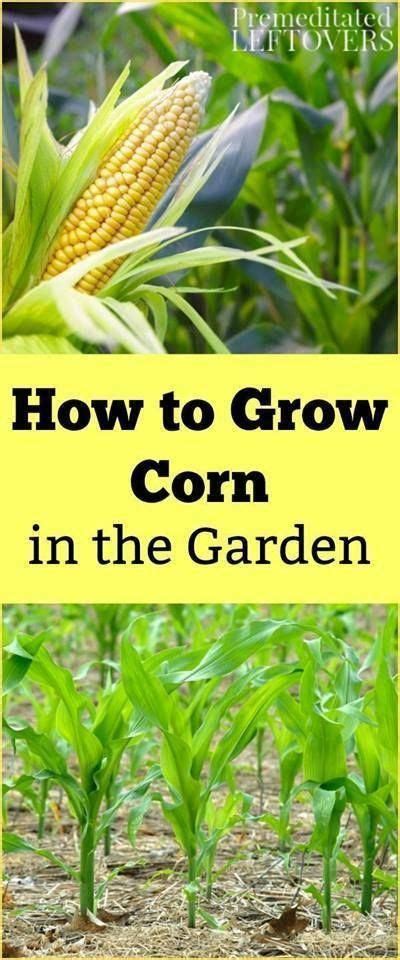 How To Grow Corn Growingvegetables Corn Plant Growing Corn How To