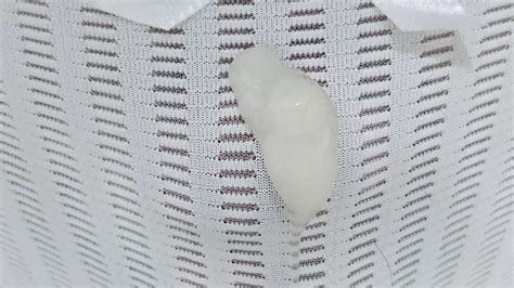 Cum In Panties Shemale Ladyboy Ladyboy Porn XHamster