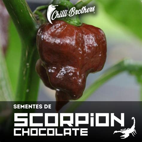 12 Sementes De Pimenta Trinidad Scorpion Chocolate Chilli Brothers