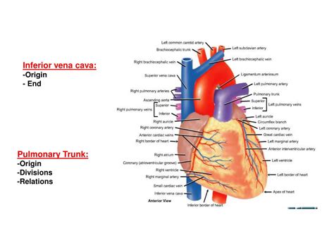 Ppt Sternal Angle Powerpoint Presentation Free Download Id853487