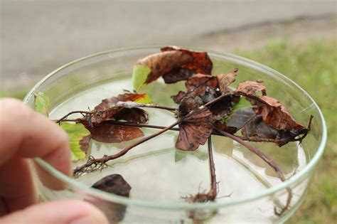 Botrytis cinerea / Grey mould