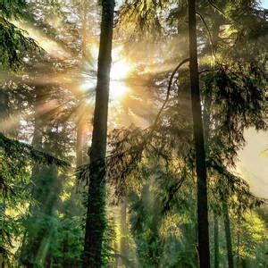 Old Growth Forest Light Black And White Photograph By Leland D Howard