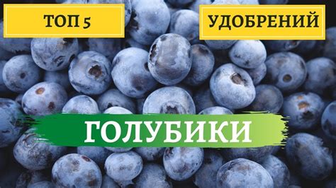 ТОП 5 САМЫХ ЭФФЕКТИВНЫХ УДОБРЕНИЙ ДЛЯ ГОЛУБИКИ | МОЙ ОПЫТ! - YouTube