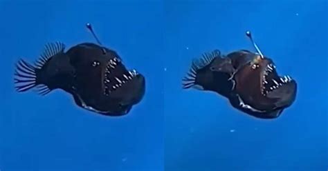 Peixe ‘diabo negro’ é filmado pela primeira vez durante o dia; veja