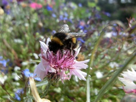 X Wallpaper Bumble Bee In Pink Petaled Flower Peakpx