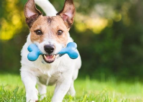 Flea & Tick | PetMD